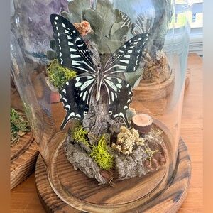 Elegant Black and White Swallowtail preserved and mounted Butterfly 🦋 Glass Dome